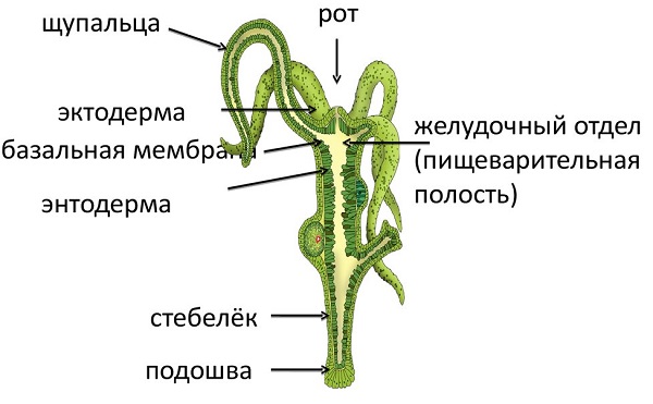 Ссылка на кракен зеркало